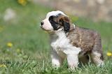 SAINT BERNARD 075